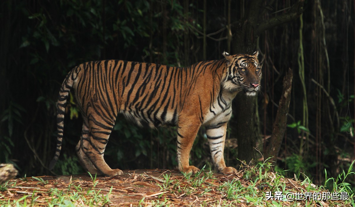 十种能对抗老虎的猛犬,几只猛犬能打败一只老虎