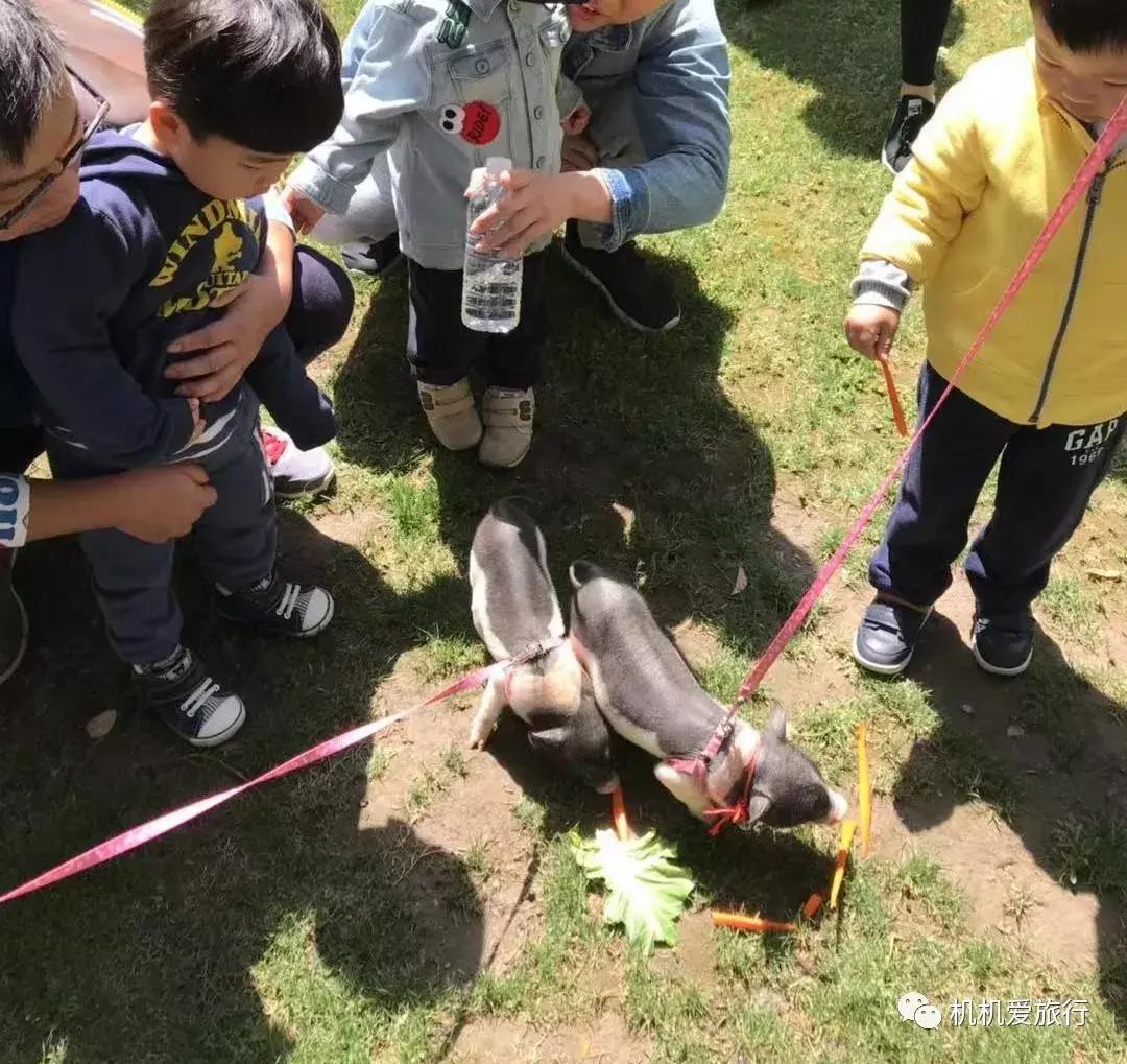 上海2岁宝宝亲子旅游,2岁宝宝两天一夜亲子游攻略