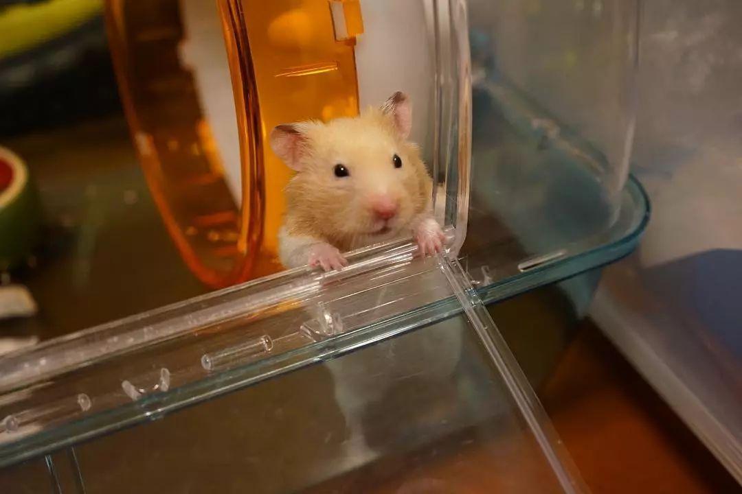 仓鼠过于肥胖如何减肥,仓鼠过于肥胖怎么减肥