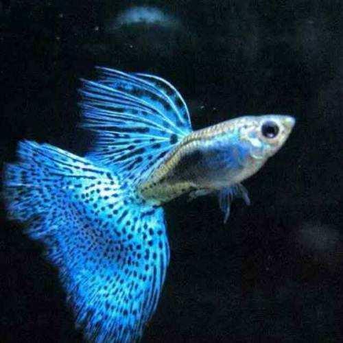 饲养孔雀鱼需要注意到什么,孔雀鱼饲养的注意事项