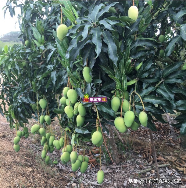海南芒果催早花技术,芒果催花用噻苯隆配什么药剂