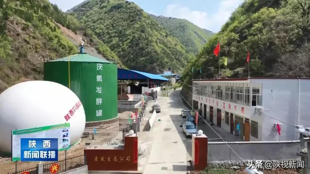 商洛山阳县这帮人对牛粪做了啥?竟比纯养牛多挣了10倍!