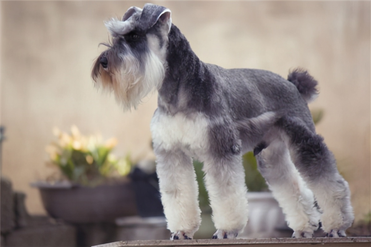 狗狗肾衰不爱喝水,狗狗总是不爱干净