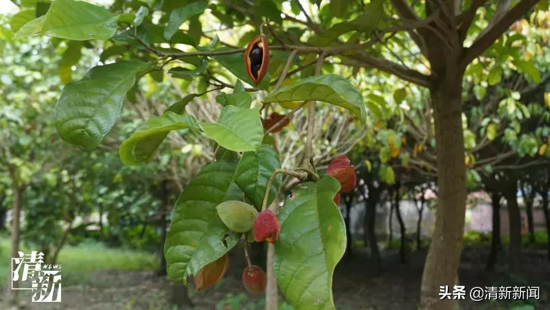 三坑人，妈妈喊你翻乡下吃“内藏果”了喂