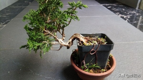 盆景树桩舍利怎么制作,盆景老桩镂空舍利的制作