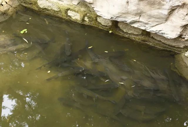 黑鱼常识,关于黑鱼的科普知识介绍