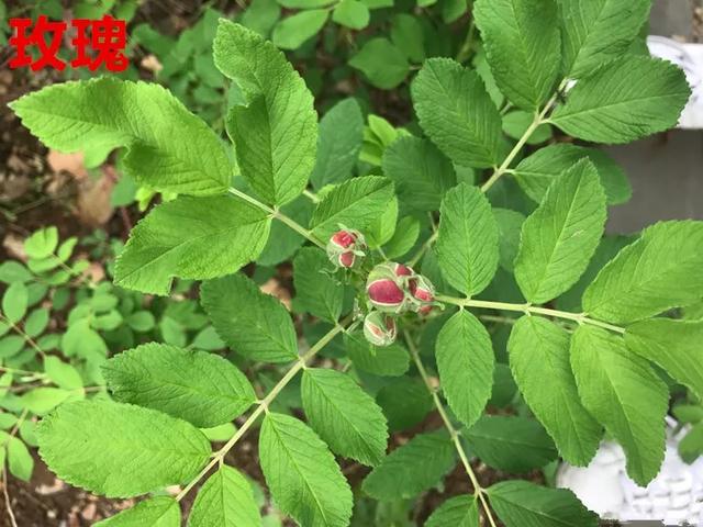 真正的月季花苗,最便宜的月季苗