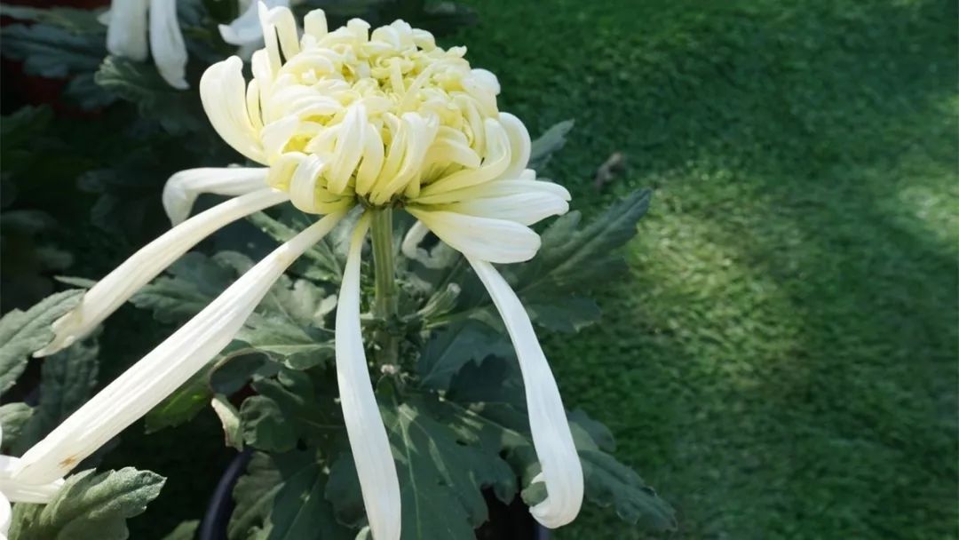 深秋时节的菊花展诗情画意,秋日赏菊30幅菊花图