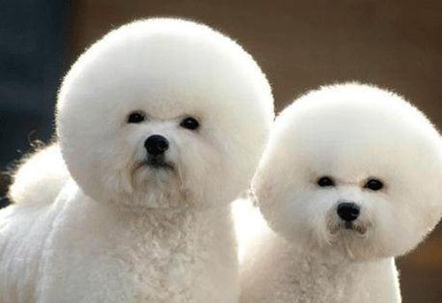 狗狗外伤露肉几天能好,狗狗外伤露肉吃什么消炎药