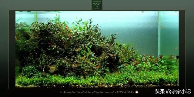 草缸辣椒榕大树造景,草缸辣椒榕怎么修剪