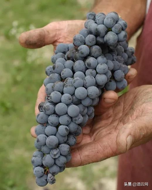 世界醉强合作社是怎样炼成的