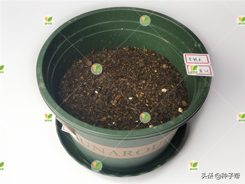 混播草坪哪种最好,什么草坪品种适合混播