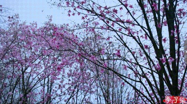 李子柒消失的55天鲜花宴,李子柒火到全球的视频