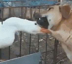 鹅粪便为什么不能杀蛇,鹅屎为什么能杀死蛇