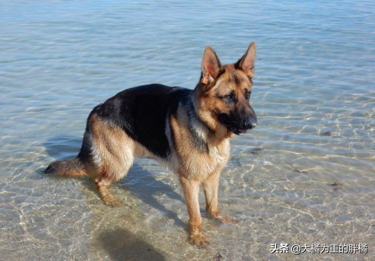 德牧纯不纯有什么标准,德牧天生只有一个淡淡的真相