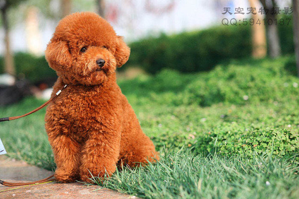 这几种高颜值狗狗你认识哪些,盘点最靠谱的狗狗看看你知道几种