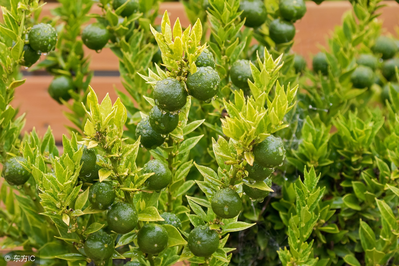 自己种的桔子为什么不甜,自家种的柑橘怎么那么酸