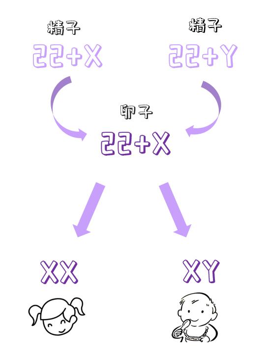 閰稿効杈eコ鏄寚鐢风殑濂崇殑,閰稿効杈eコ閲嶇敺杞诲コ