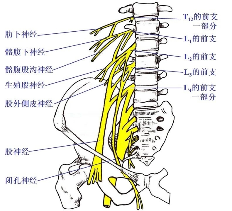 颈椎腰椎疾病ct及mri诊断,腰椎ct可以发现肠部病变吗