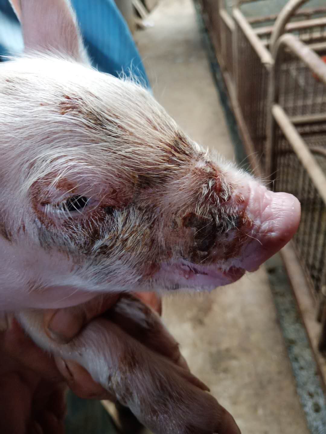 小猪渗出性皮炎用什么药,猪渗出性皮炎的症状和治疗