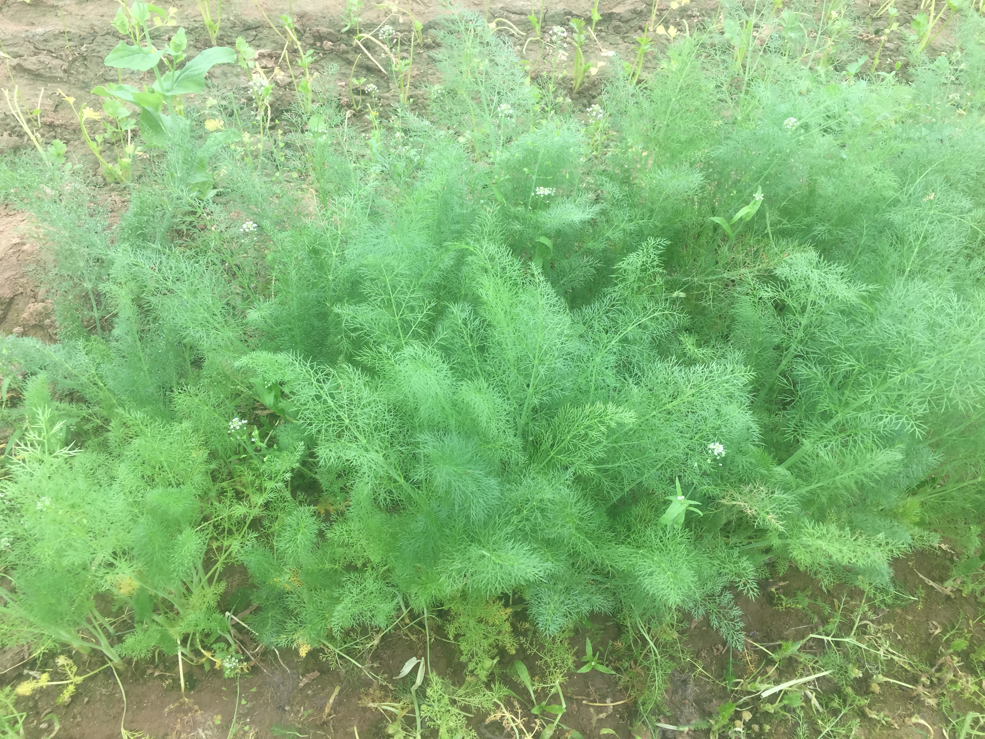 油麦菜茼蒿茴香什么季节种最好,这季节种什么蔬菜最合适小茴香