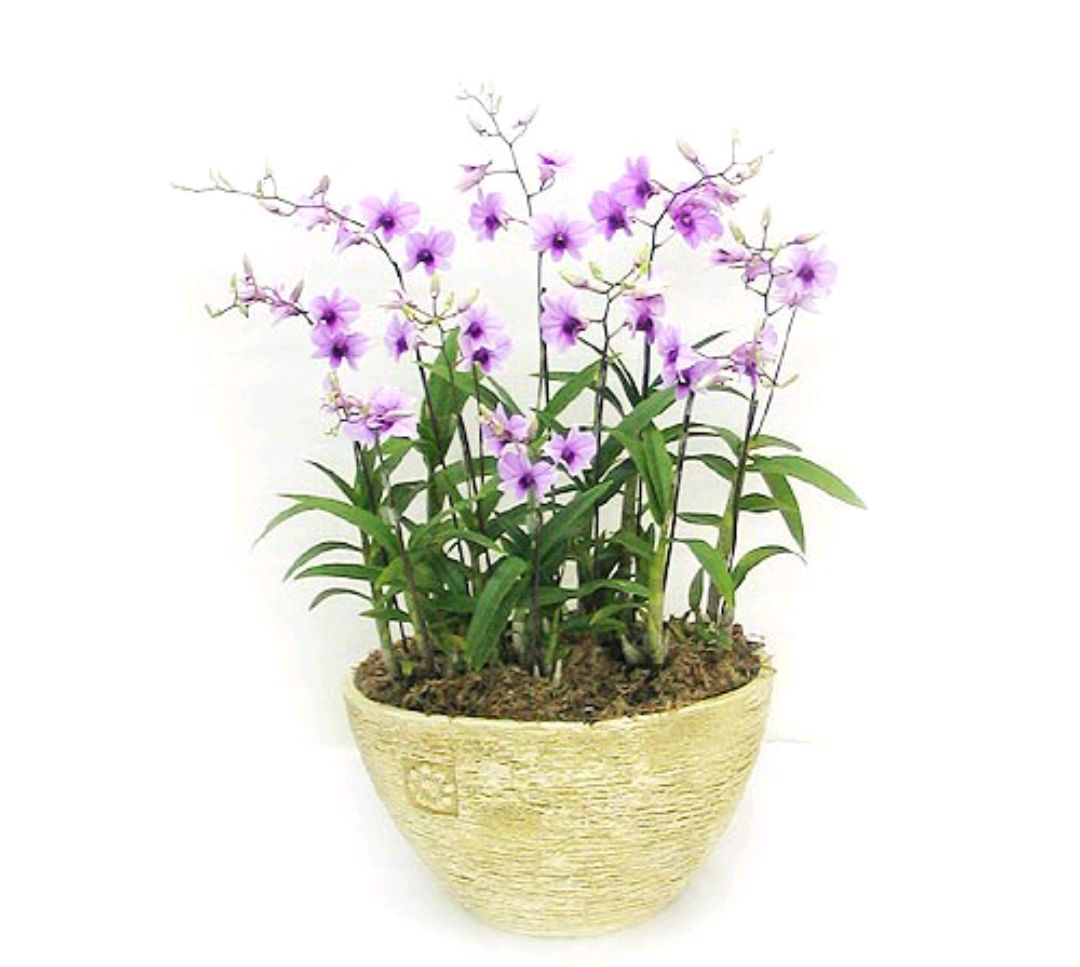 好养的盆栽花卉排名前十,盆栽花比较好养的有哪些