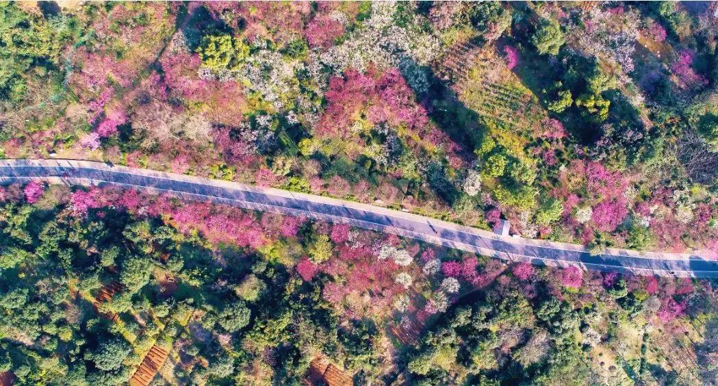 香雪海什么时候开放,香雪海惊艳了多少人