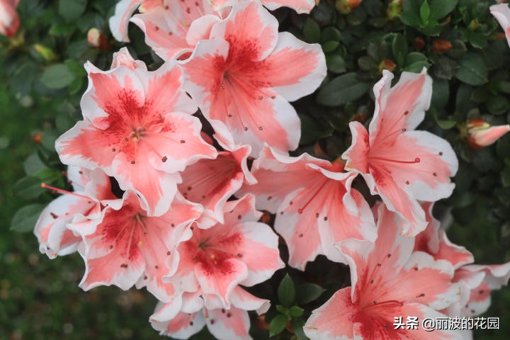 杜鹃花粉心白边,紫色百合杜鹃