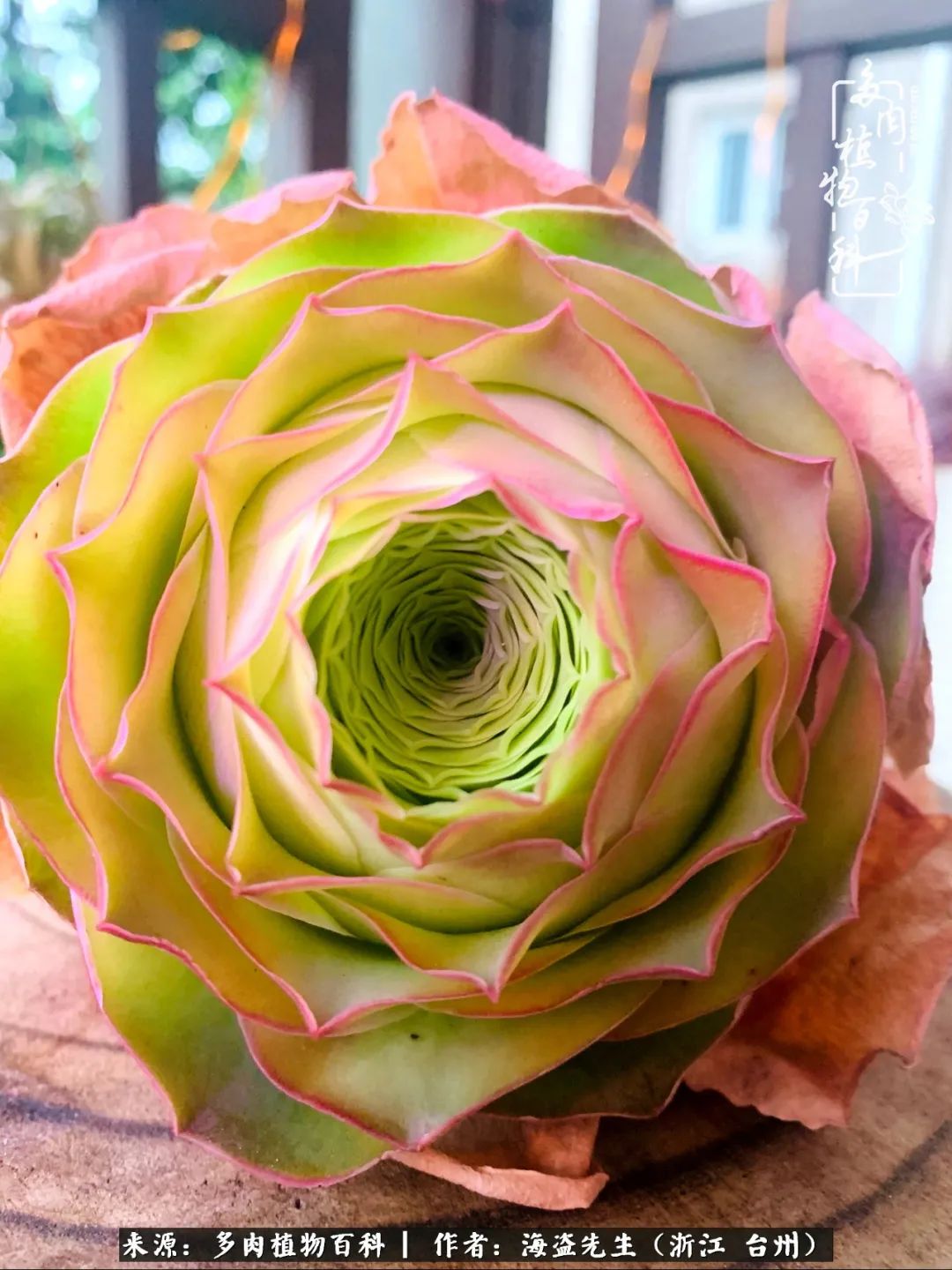 山地玫瑰养护顺口溜,山地玫瑰的养护种植注意事项视频