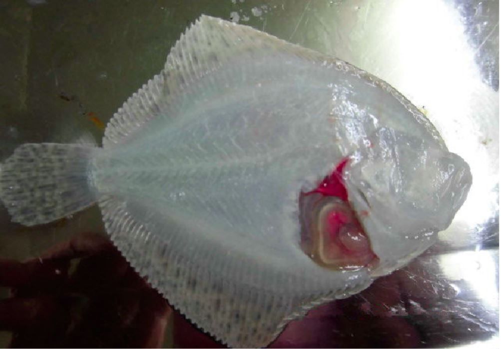 大菱鲆有哪些疾病,大菱鲆的病