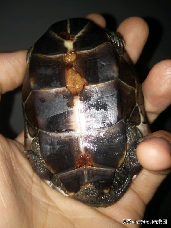 如何预防幼龟一般常见疾病,宠物龟常见疾病与治疗方法图片