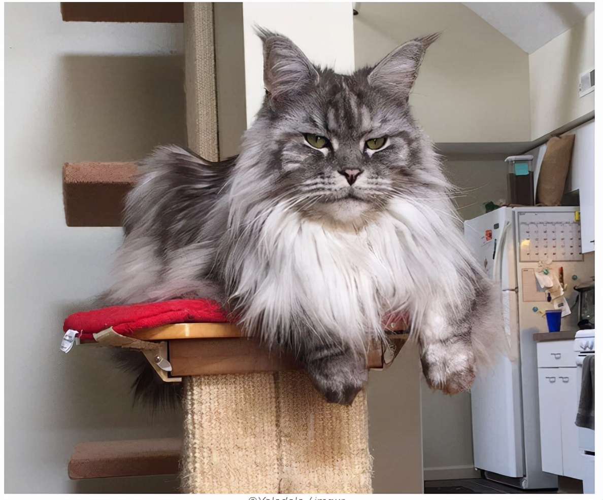 缅因猫都很温柔么,缅因猫优点和缺点分析