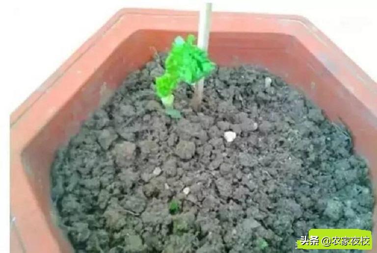 香菜根用土能栽活吗,无土栽培香菜根怎么处理