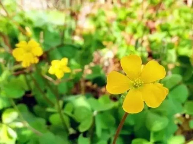 农村常见野花野草,这些野菜农村随处见