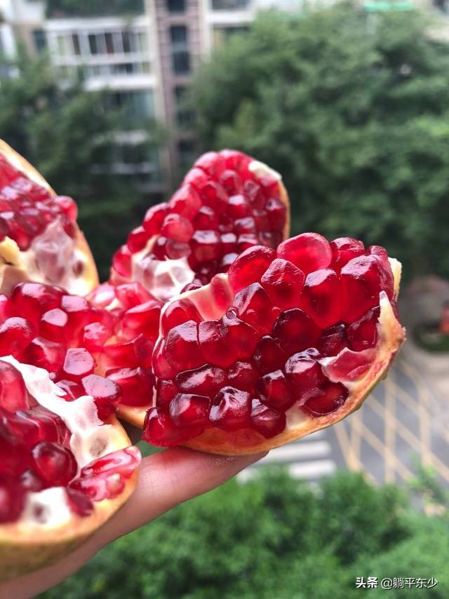 突尼斯软籽石榴苗真假辨别图片,突尼斯软籽石榴正宗苗