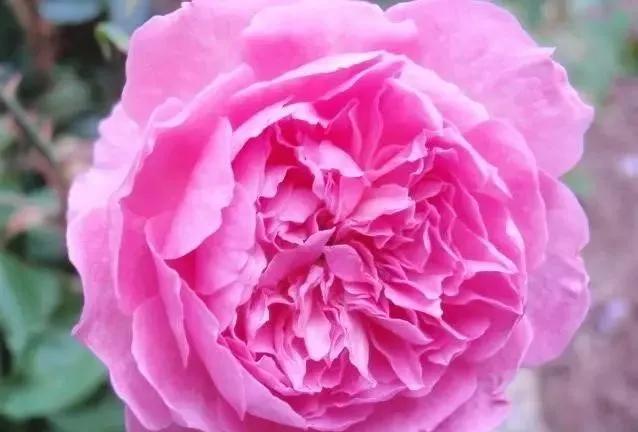 每天学习一点点花卉,100种常见玫瑰品种