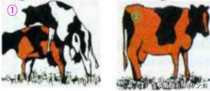 牛场管理技术方法,大型牛场管理方案