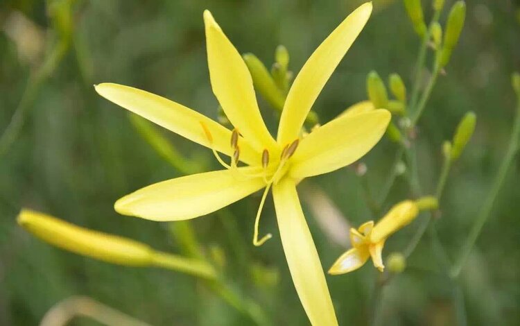 上山挖的野菜又美味又营养,大山里美味的野菜野生药材