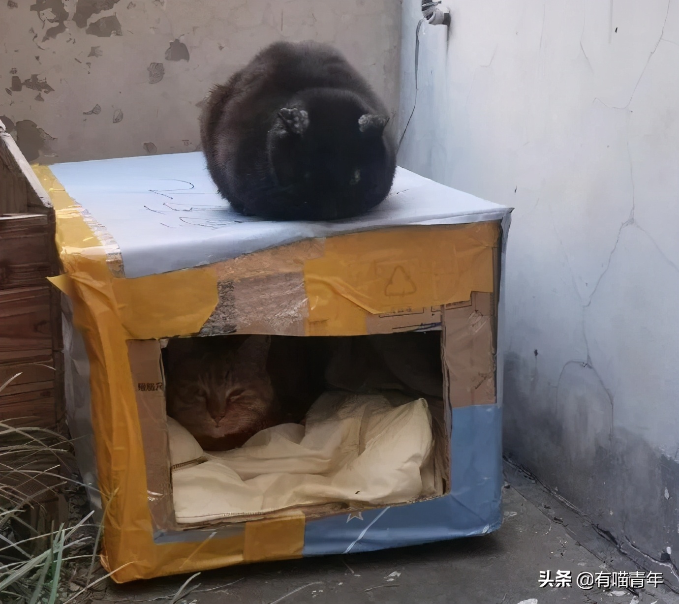 北大猫咪图鉴,中国人民大学猫咪图鉴