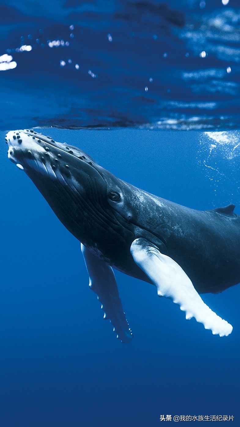超高清海洋沙滩风景壁纸全屏,壁纸分享特别的海洋壁纸