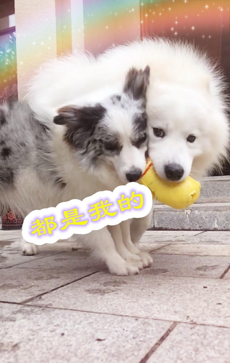 狗狗在家里随地大小便怎么办,下雨天狗狗不在家里大小便怎么办