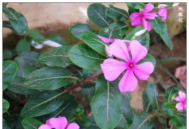 25种常见有毒的花草树木,警惕50种有毒植物