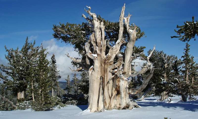 长寿因子端粒酶,端粒酶与长寿