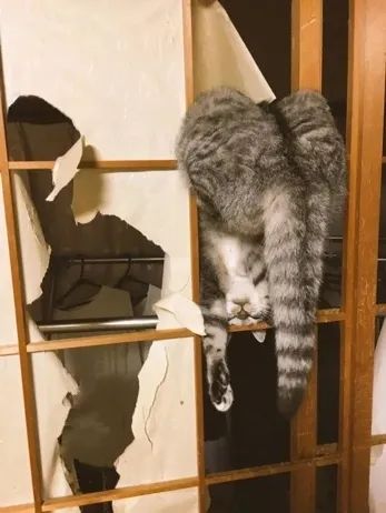 猫咪原来也会做梦,猫会做梦梦到主人吗