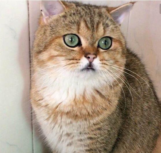 英国短毛猫什么毛色好,英国短毛猫十种受欢迎的毛色