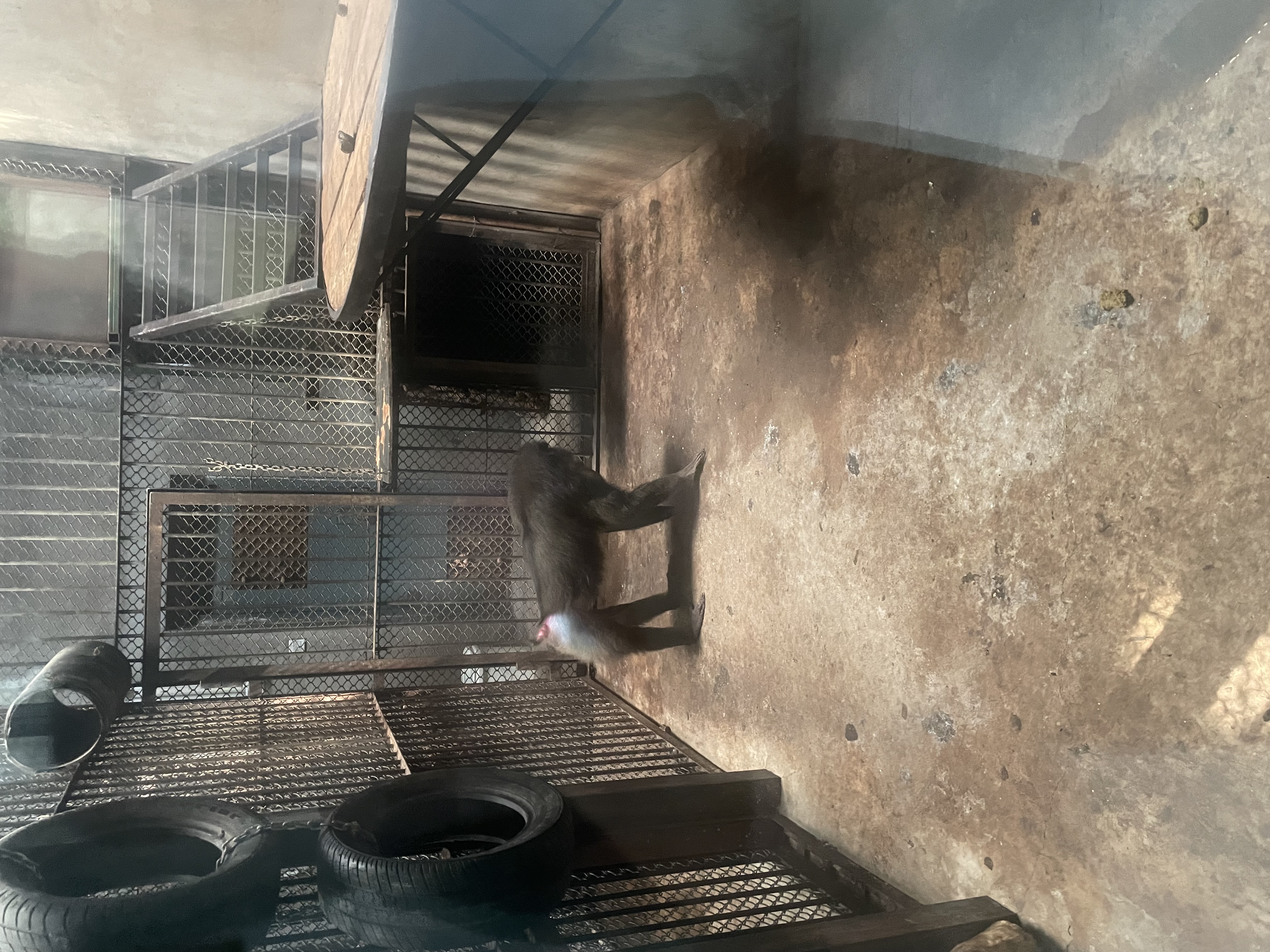 沈阳森林动物园春游,五一小长假去沈阳森林动物园游玩