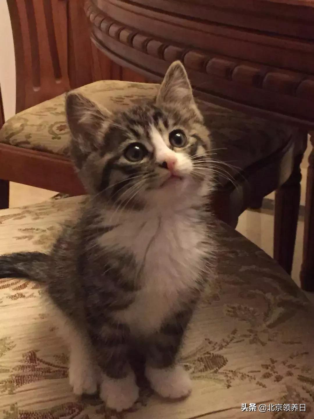 #领养代替购买#给它们一个家|线上宠物领养日,20190608加场