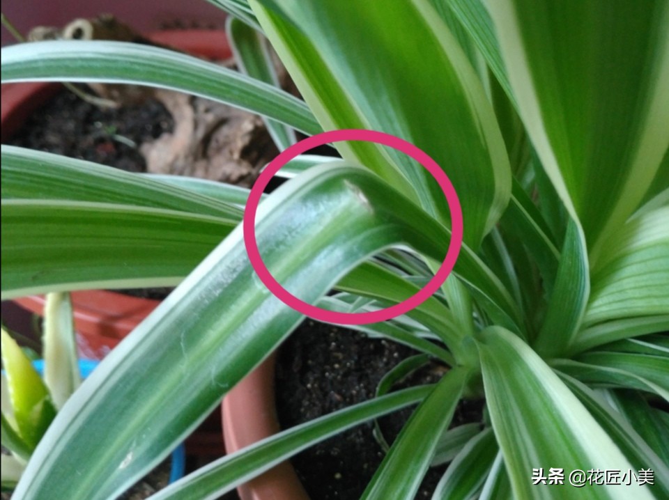 吊兰容易折断是怎么回事,吊兰叶片少不长新叶片是什么原因