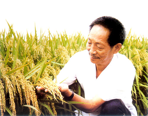 袁隆平麦田的守望者图文并茂,袁隆平麦田的守望者手抄报