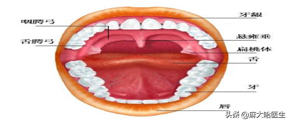 小孩扁桃体切除疼不疼,扁桃体切除术后疼不疼